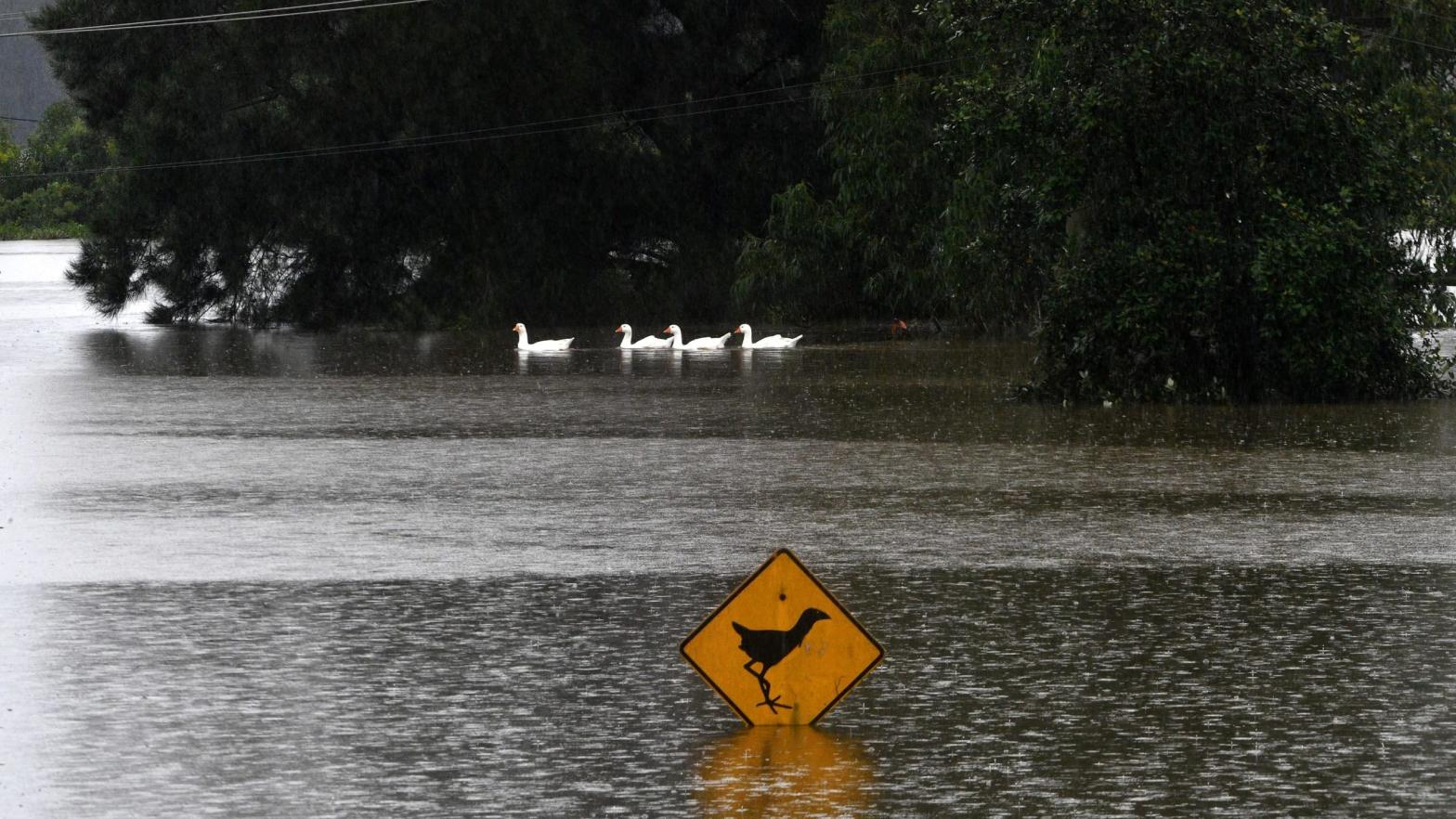 Ducks swim next to a submerged sign in floodwaters in Richmond suburb on March 22, 2021, as Sydney braced for its worst flooding in decades after record rainfall caused its largest dam to overflow and as deluges prompted mandatory mass evacuation orders along Australia's east coast.  (Photo: Saeed Khan, Getty Images)