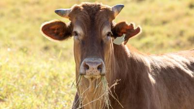Feeding Cows Seaweed Could Reduce Their Contribution to Climate Change