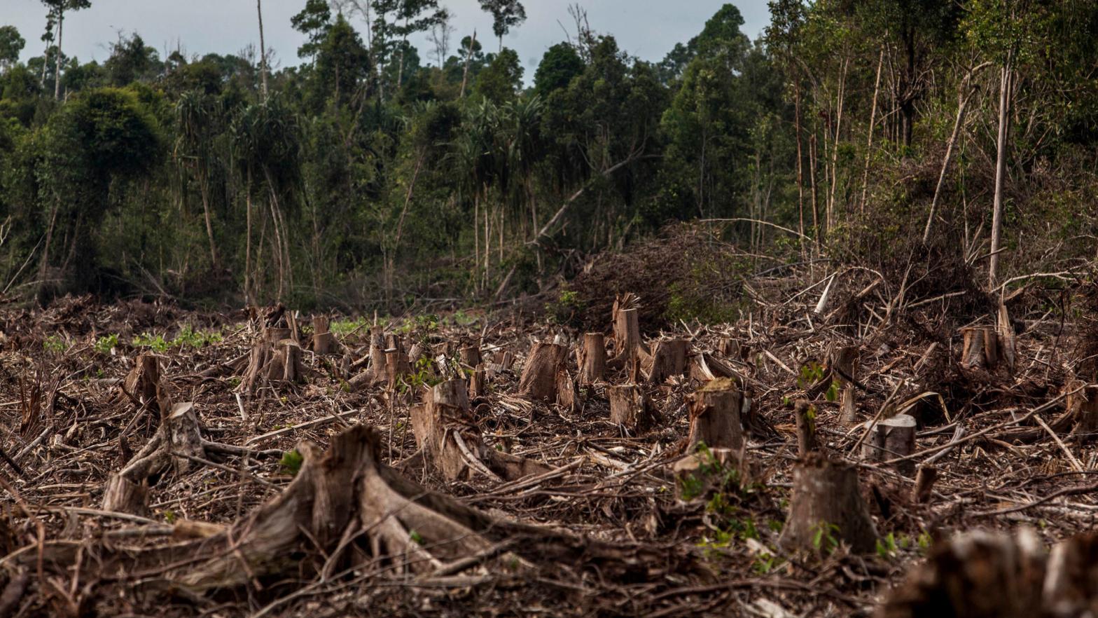 A 2004 photo of recently deforested land in Riau province, Sumatra, Indonesia.  (Photo: Ulet Ifansasti, Getty Images)