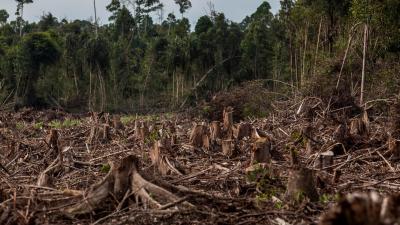 Deforestation and Palm Oil Plantations Are Fuelling a Disease Boom, Study Suggests
