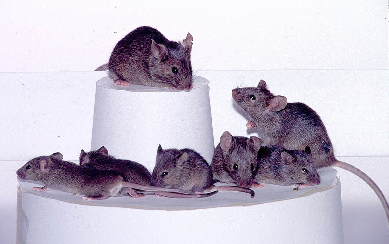 Generations of laboratory mice like these recently became host to microscopic robot swarms. (Photo: Getty Images, Getty Images)
