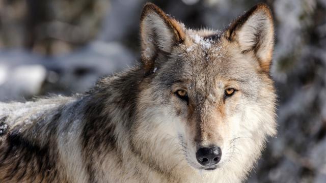 Montana’s Governor Killed a Yellowstone Wolf