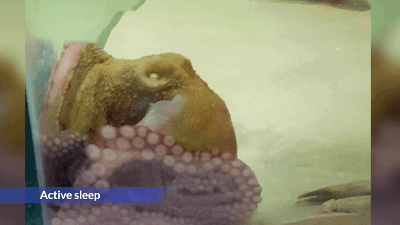 Octopuses Dream in ‘GIFs,’ New Experiment Suggests