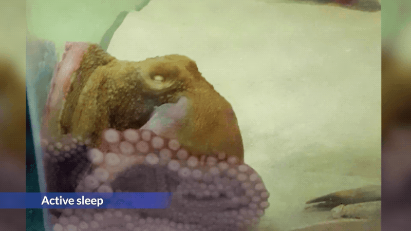 An octopus during active sleep. (Gif: Sylvia L. S. Medeiros/Gizmodo)