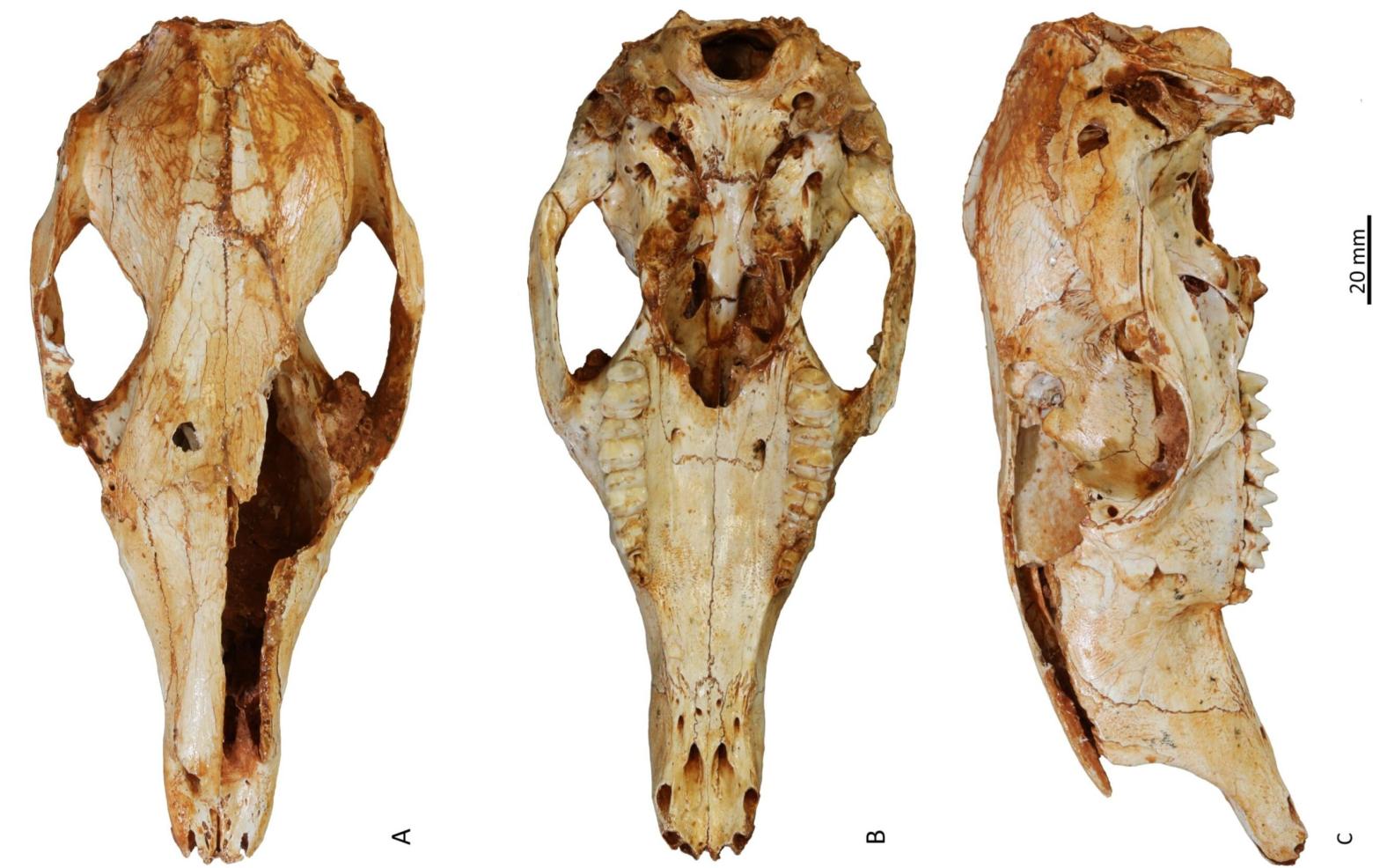 Skulls of the newly described extinct kangaroo. (Image: N. Warburton, Murdoch University)