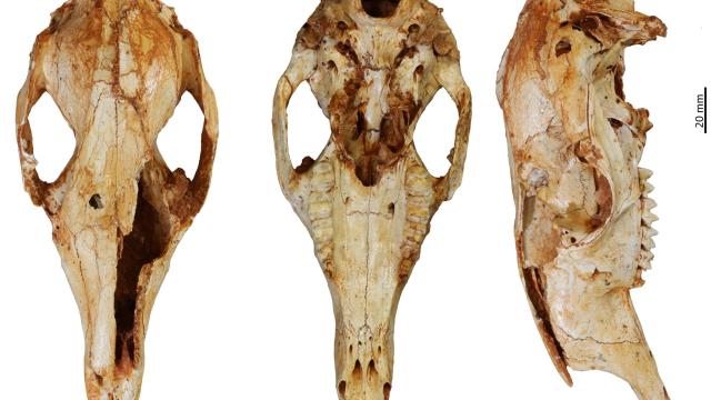 Extinct Kangaroo Could Climb Trees With Its Huge Claws
