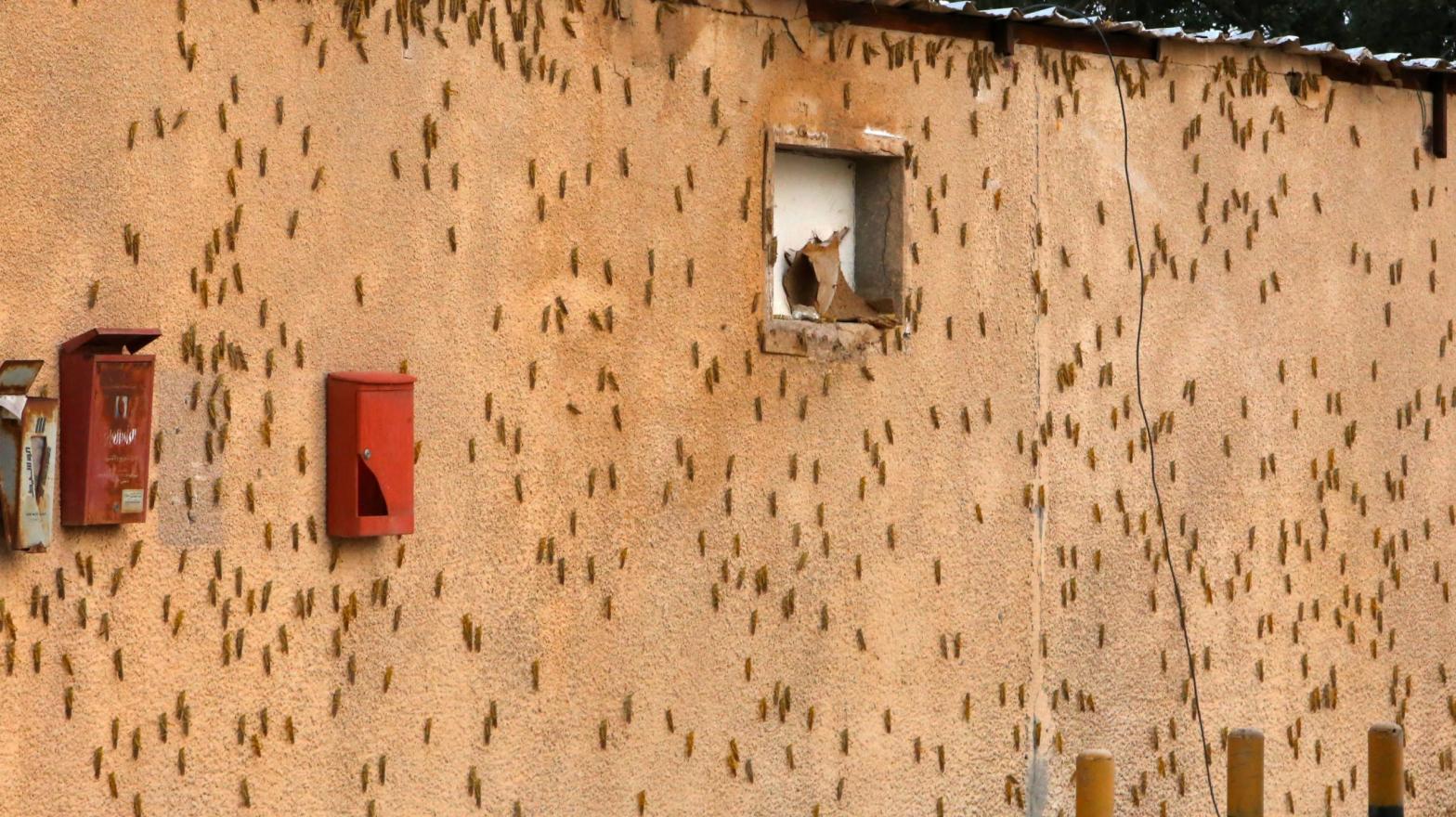 The wall of a building is covered with a swarm of desert locusts that were blown to Kuwait City by strong winds, on March 24, 2021. (Photo: Yasser Al-Zayyat, Getty Images)