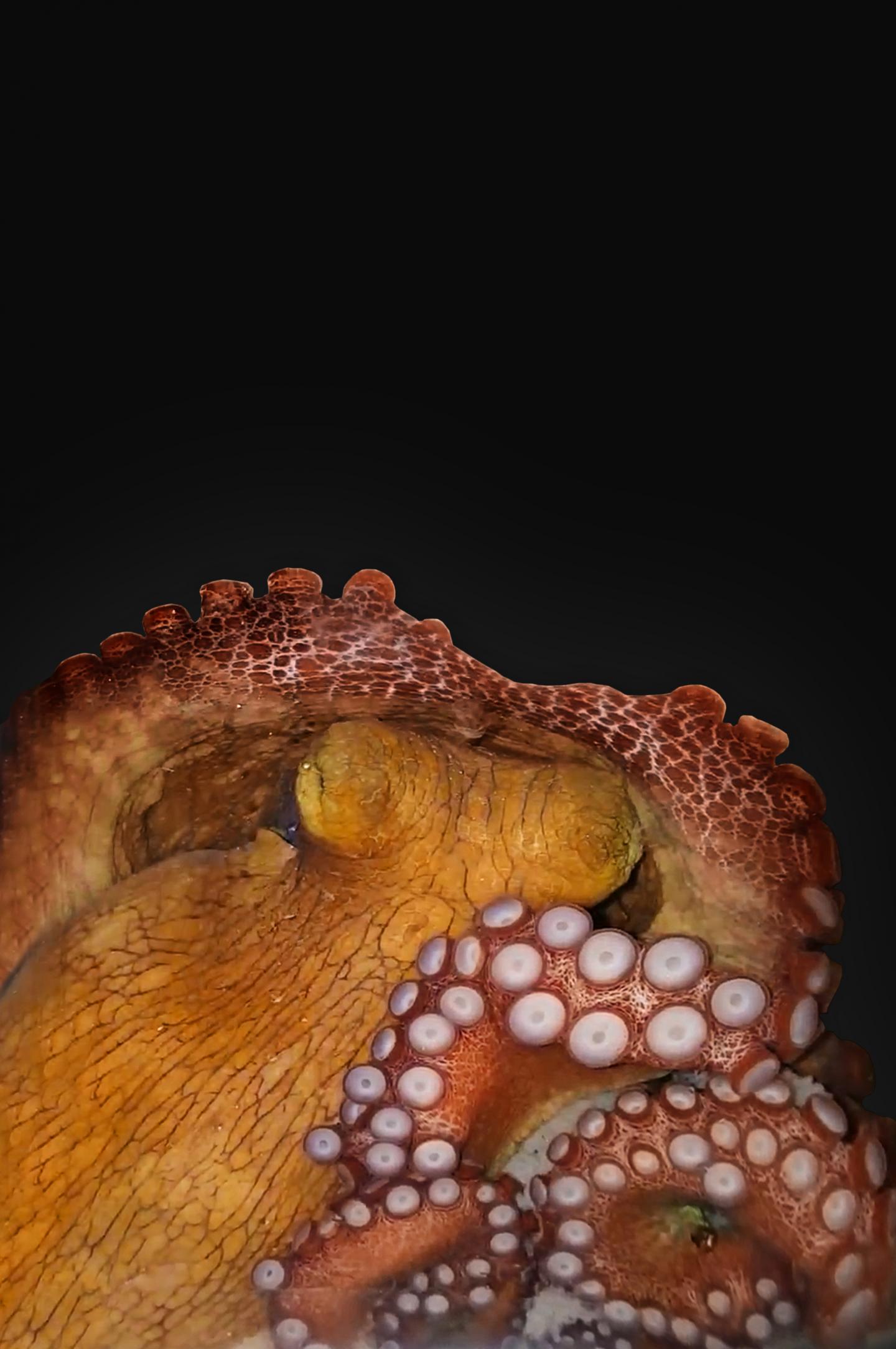 An octopus during active sleep.  (Image: Sylvia L. S. Madeiros)
