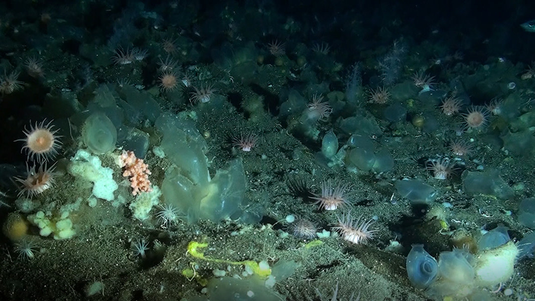 Footage of the deep-sea sponge ground analysed in the new study.  (Image: NIOZ)