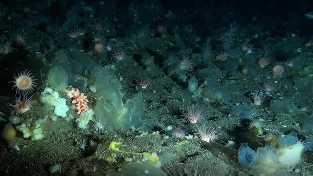 Scientists Begin to Unravel the Mystery of Deep-Sea Sponge Life in the Arctic