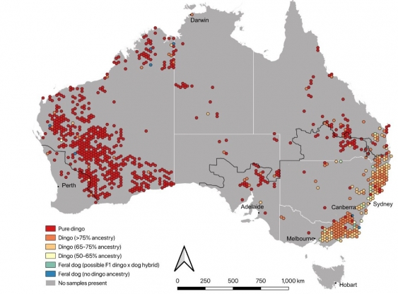 Graphic showing the distribution of wild Australian canines according to genetic ancestry.  (Graphic: Cairns et al., 2021)