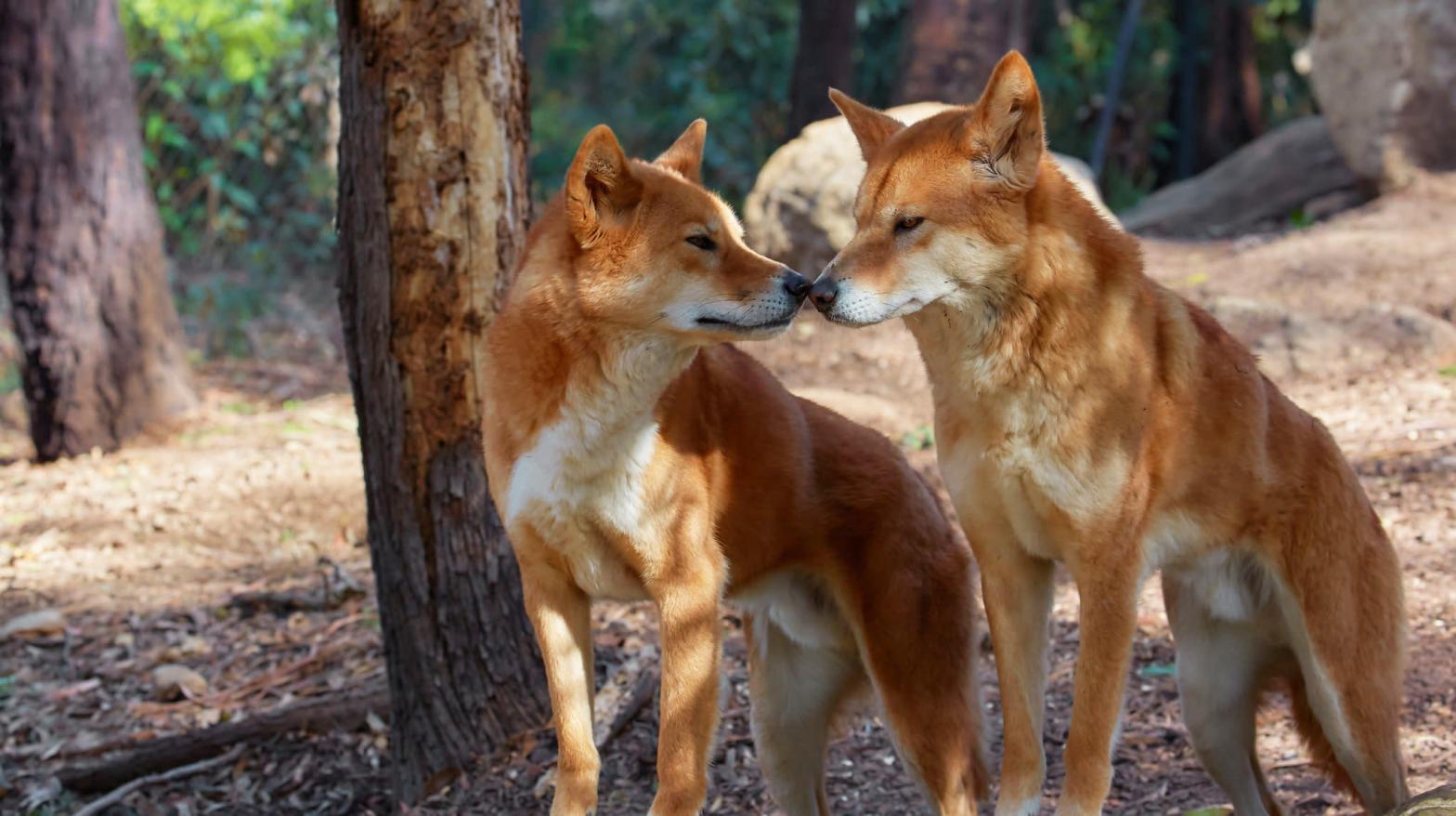 A pair of dingoes. (Image: Robert Lynch, Fair Use)