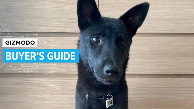 So, You Got a New Puppy in Quarantine — Now What?