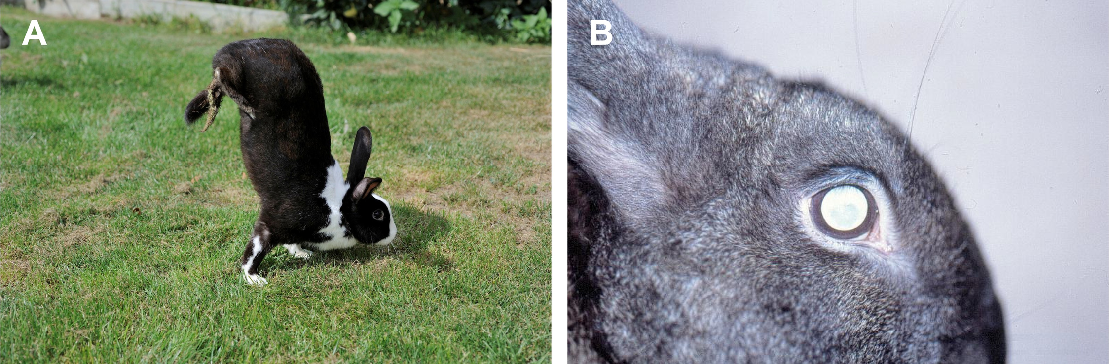 The bunnies are bipedal and often blind. (Image: Carneiro et al. 2021, Other)