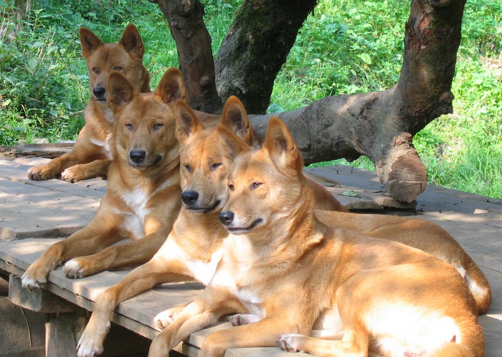 A group of captive dingoes kept in Germany.  (Image: PartnerHund.com, Fair Use)