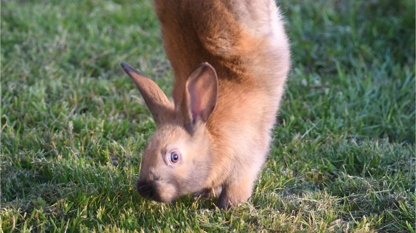 A sauteur d'Alfort rabbit walking on its front feet, the result of a genetic mutation. (Photo: S. Boucher)