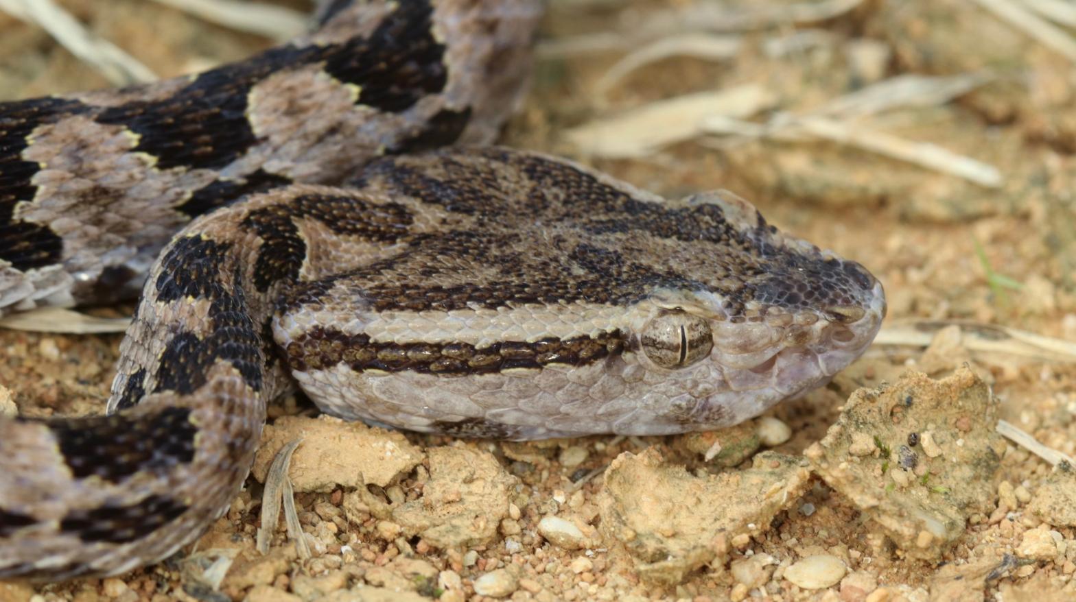 The Taiwan habu has venom glands that are rooted in a distant genetic past. (Image: OIST/Steven Aird)