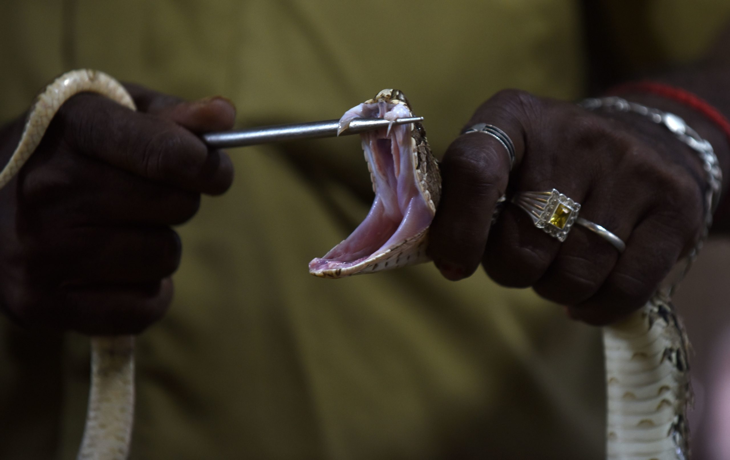 A Russel viper at a venom extraction centre in India in 2016. (Photo: ARUN SANKAR/AFP, Getty Images)