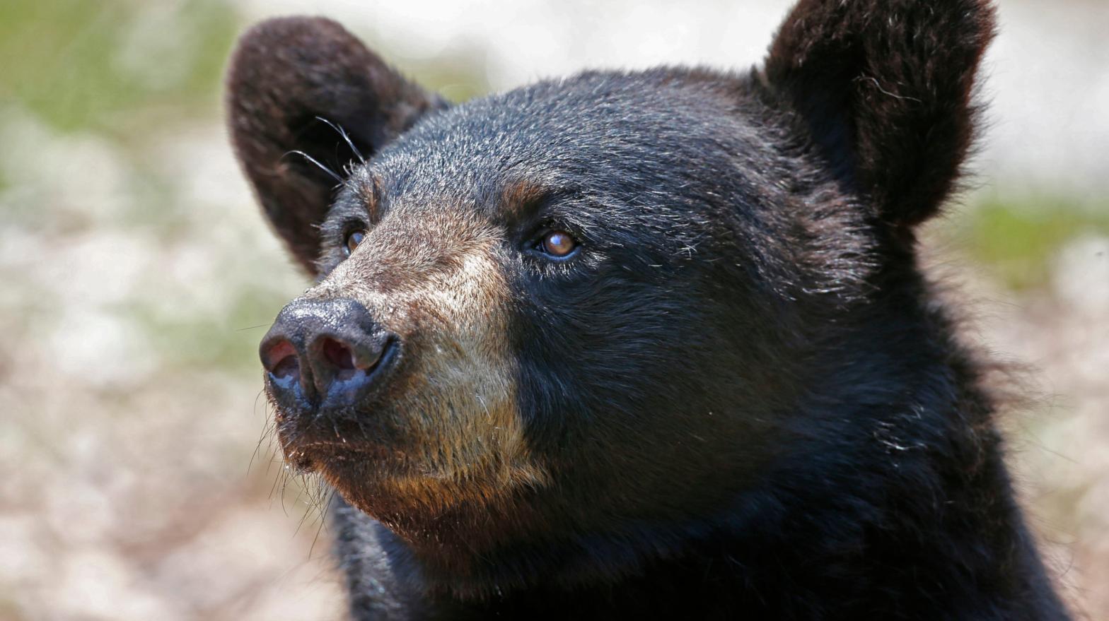 A black bear (Photo: Robert F. Bukaty, AP)