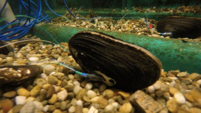 A Fitbit for Mussels, Not Muscles