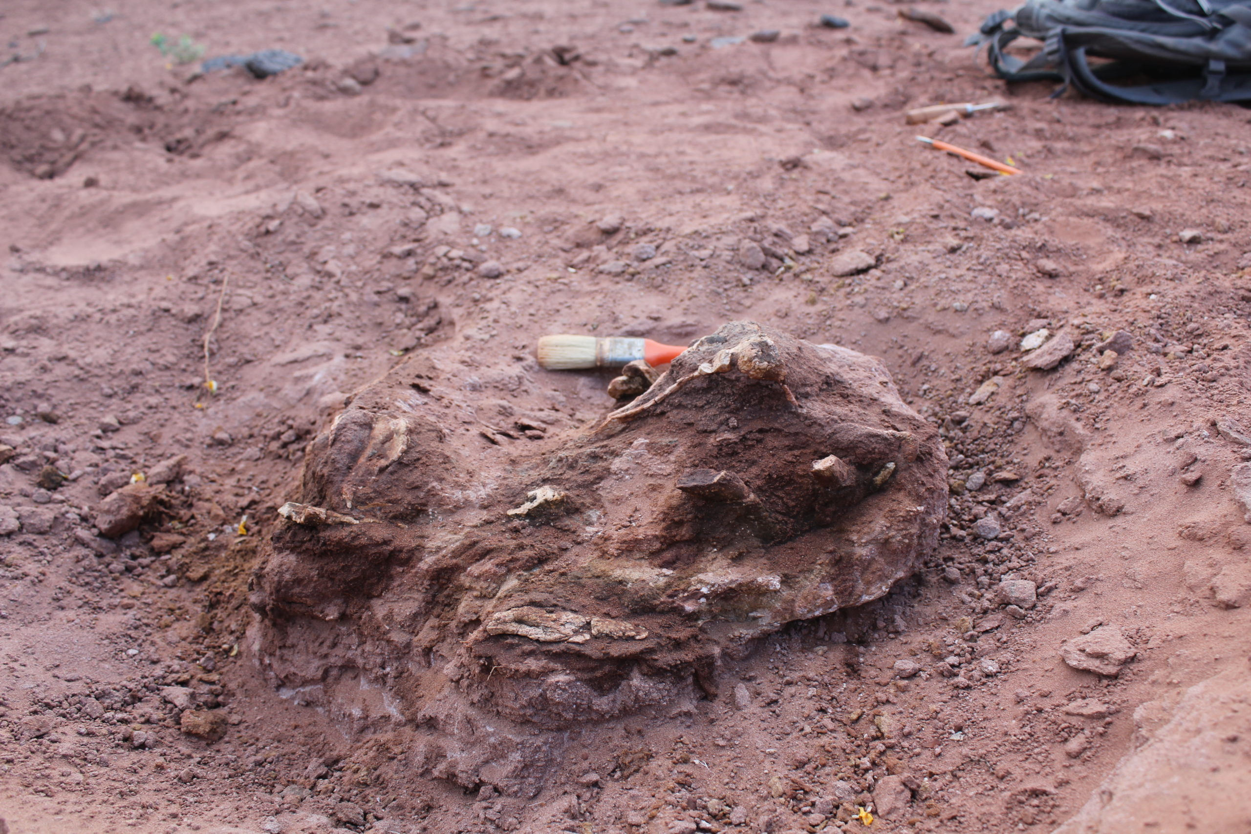 The dinosaur fossil came out of the ground in western Argentina. (Image: Federico Gianechini)