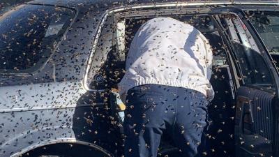 More Than 15,000 Bees Swarm A Car In A Grocery Store Parking Lot