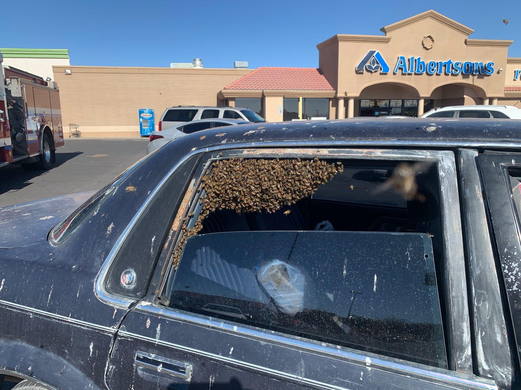 More Than 15,000 Bees Swarm A Car In A Grocery Store Parking Lot