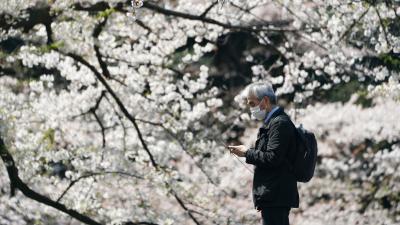 Japan Hasn’t Seen Cherry Blossoms This Early in 1,200 Years