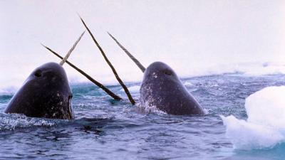 Narwhal Tusks Show How Climate Change and Pollution Are Reshaping the Arctic