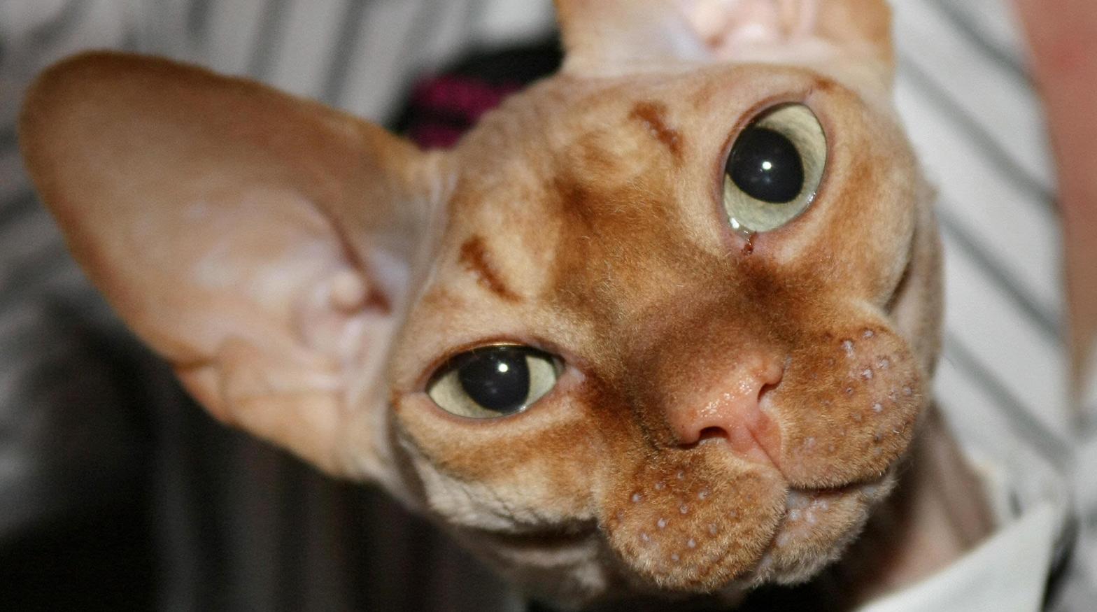 Sphynx cats are bred for hairlessness.  (Photo: Don Emmert/AFP, Getty Images)