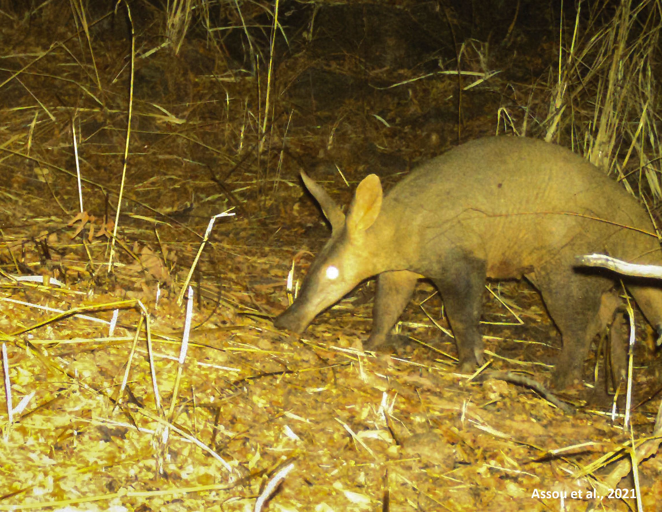 The team also found an aardvark, the first spotted in the country. (Image: Assou et al. 2021)