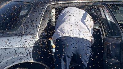 New Mexico Man Starts Driving Home From Albertson’s Before Noticing Beees, Thousands of Beees!