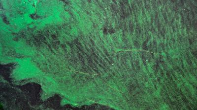 A Dangerous Toxin From Pond Scum Can Go Airborne, Study Finds