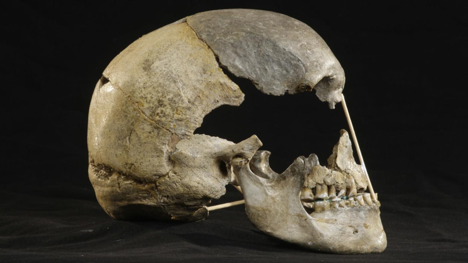 The Zlatý kůň cranium.  (Image: Martin Frouz)