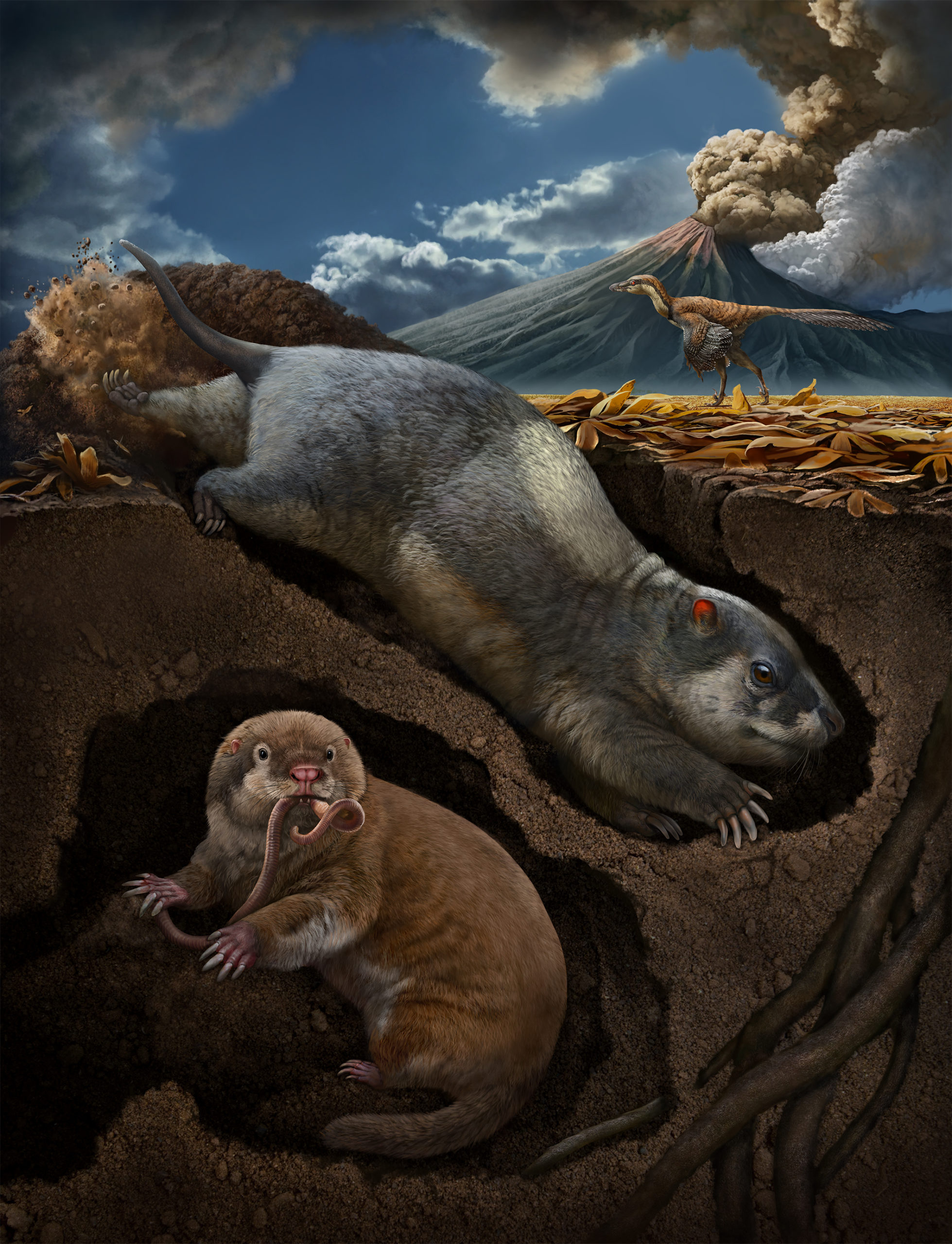 Fossiomanus sinensis (upper right) and Jueconodon cheni bottom left (Illustration: © Chuang Zhao)