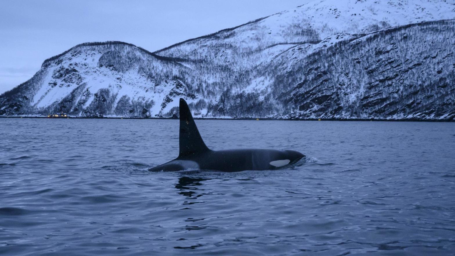 An orca chases herrings on Jan. 14, 2019 near the Norwegian northern city of Tromso. (Photo: Olivier Morin, Getty Images)