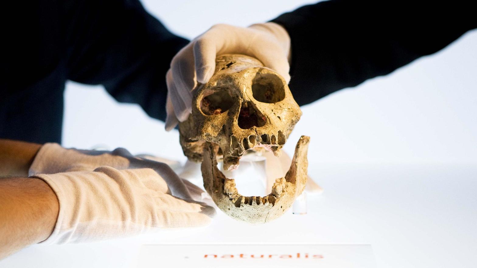 One of the Dmanisi skulls on exhibit in Leiden in 2009. (Photo: VALERIE KUYPERS/AFP via Getty Images, Getty Images)