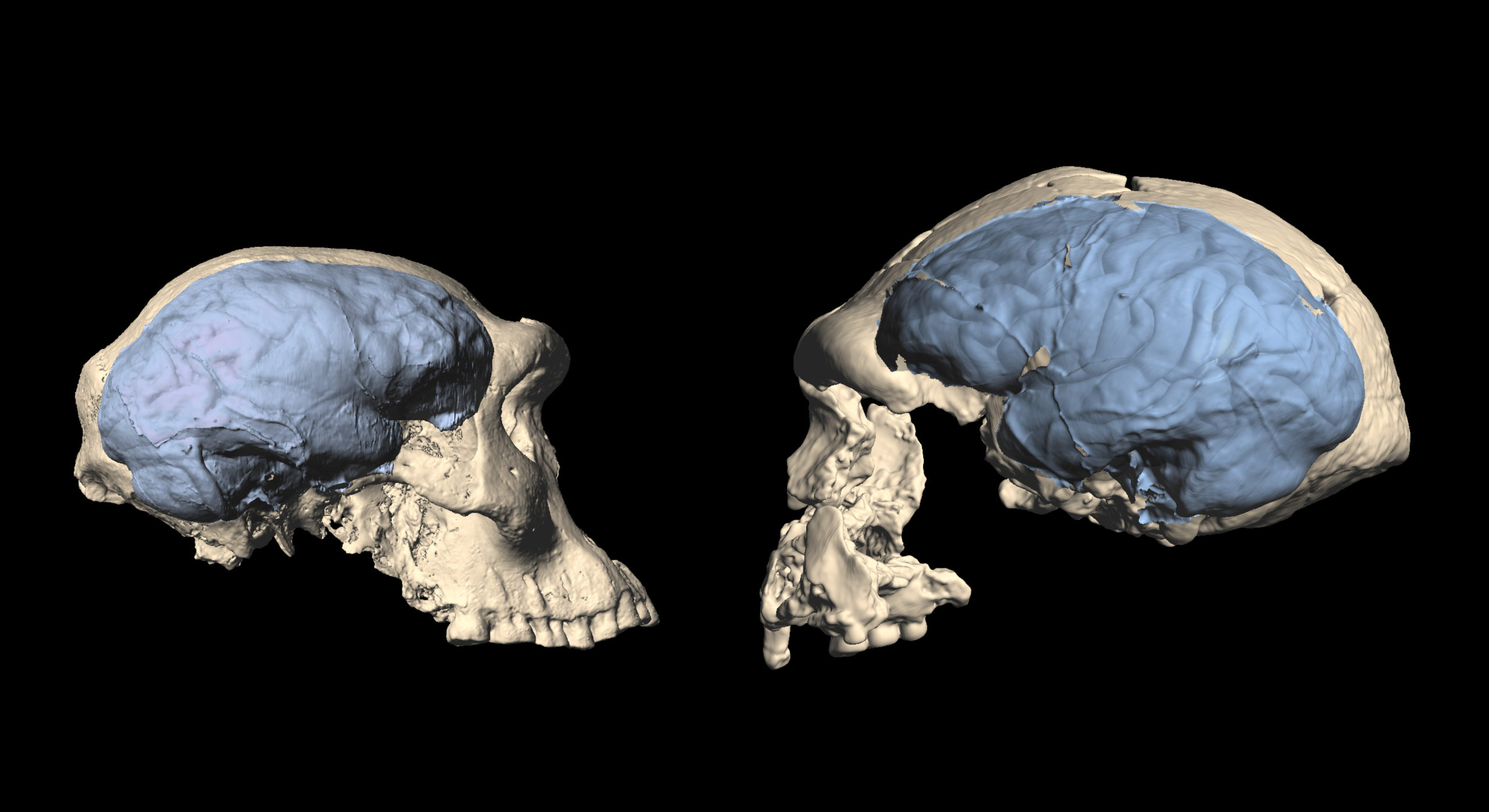 A Dmanisi specimen (left) compared with a more cognitively developed Homo erectus from Indonesia (right). (Image: M. Ponce De León and Ch. Zollikofer, University of Zurich)