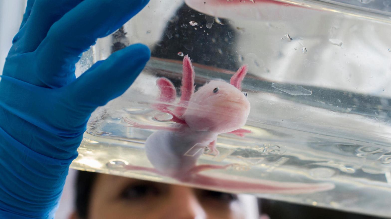 An axolotl in a regenerative therapy lab in Dresden in 2015. (Photo: ROBERT MICHAEL/AFP, Getty Images)