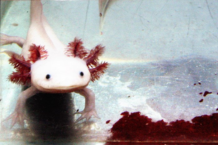 Scientists Dive Into Axolotl Genome, Looking for Secrets to Regeneration