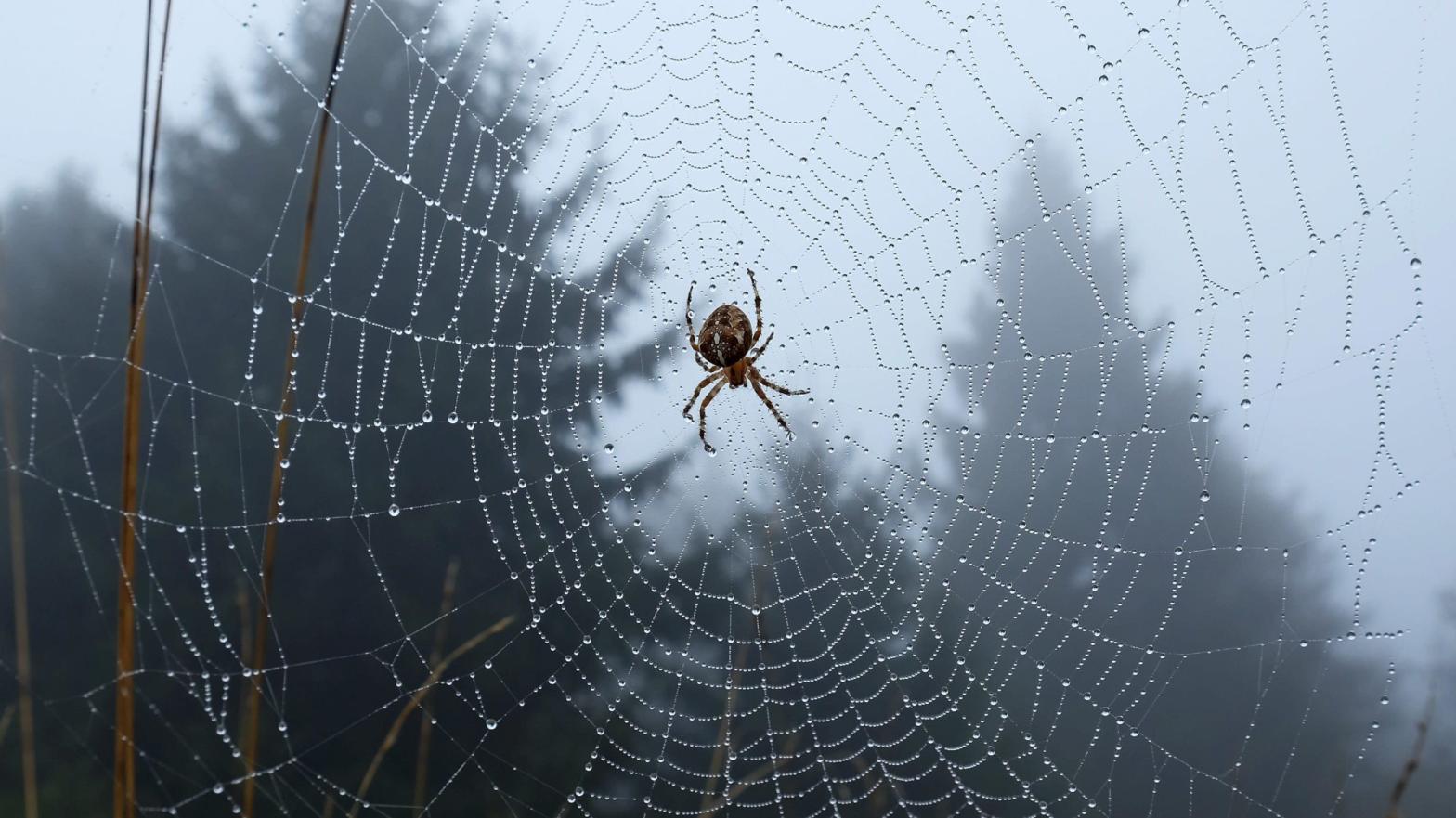 Spiders read their environment by sensing vibrations with their hairy legs. (Photo: UWE ZUCCHI/DPA/AFP via Getty Images, Getty Images)