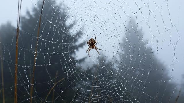 MIT Researchers Want to Talk to Spiders