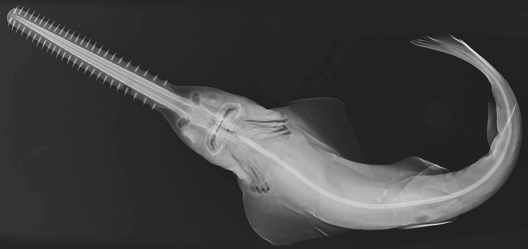 An X-ray image of a smalltooth sawfish, displaying the animal's unique morphology. (Image: Wikimedia Commons, Fair Use)