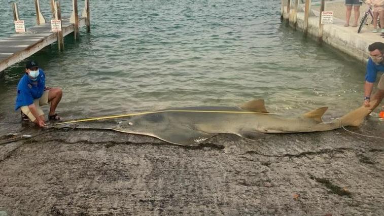 The largest known smalltooth sawfish was discovered last week. (Photo: FWC Fish and Wildlife Research Institute, Fair Use)