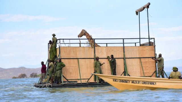 The Last Two Giraffes Have Been Rescued From a Vanishing Kenyan Island