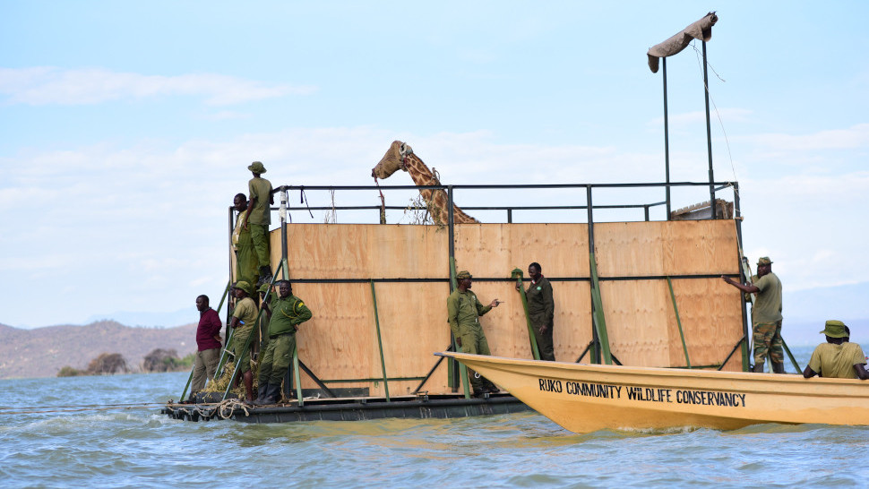 One of nine giraffes to be floated off the vanishing island.  (Image: Save Giraffes Now)