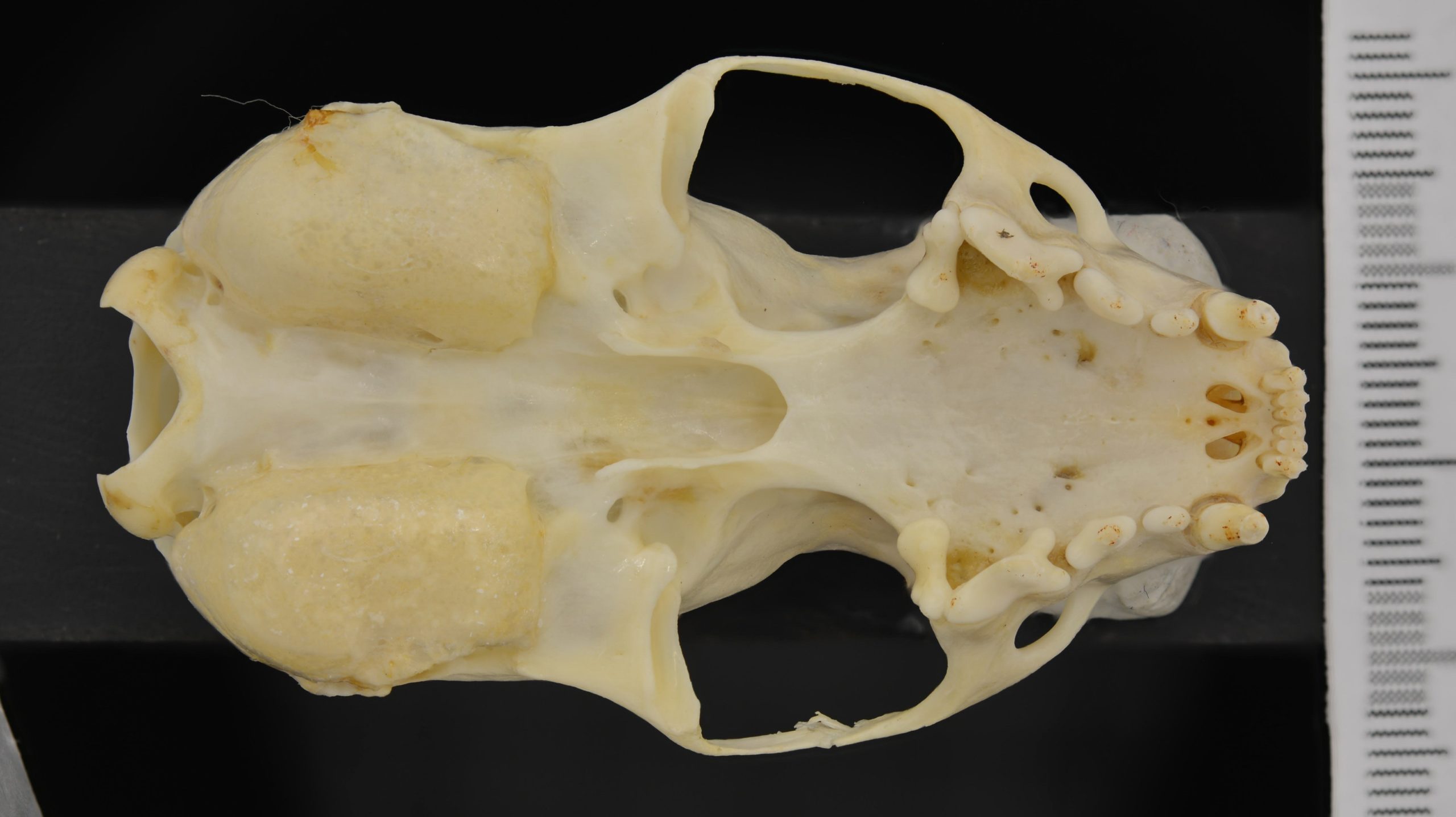 An ermine skull analysed in the study.  (Image: Jocelyn Colella)