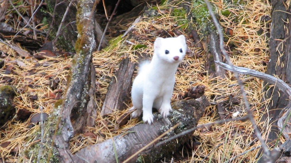 An ermine with its white winter fur.  (Image: Forest Service Northern Region)