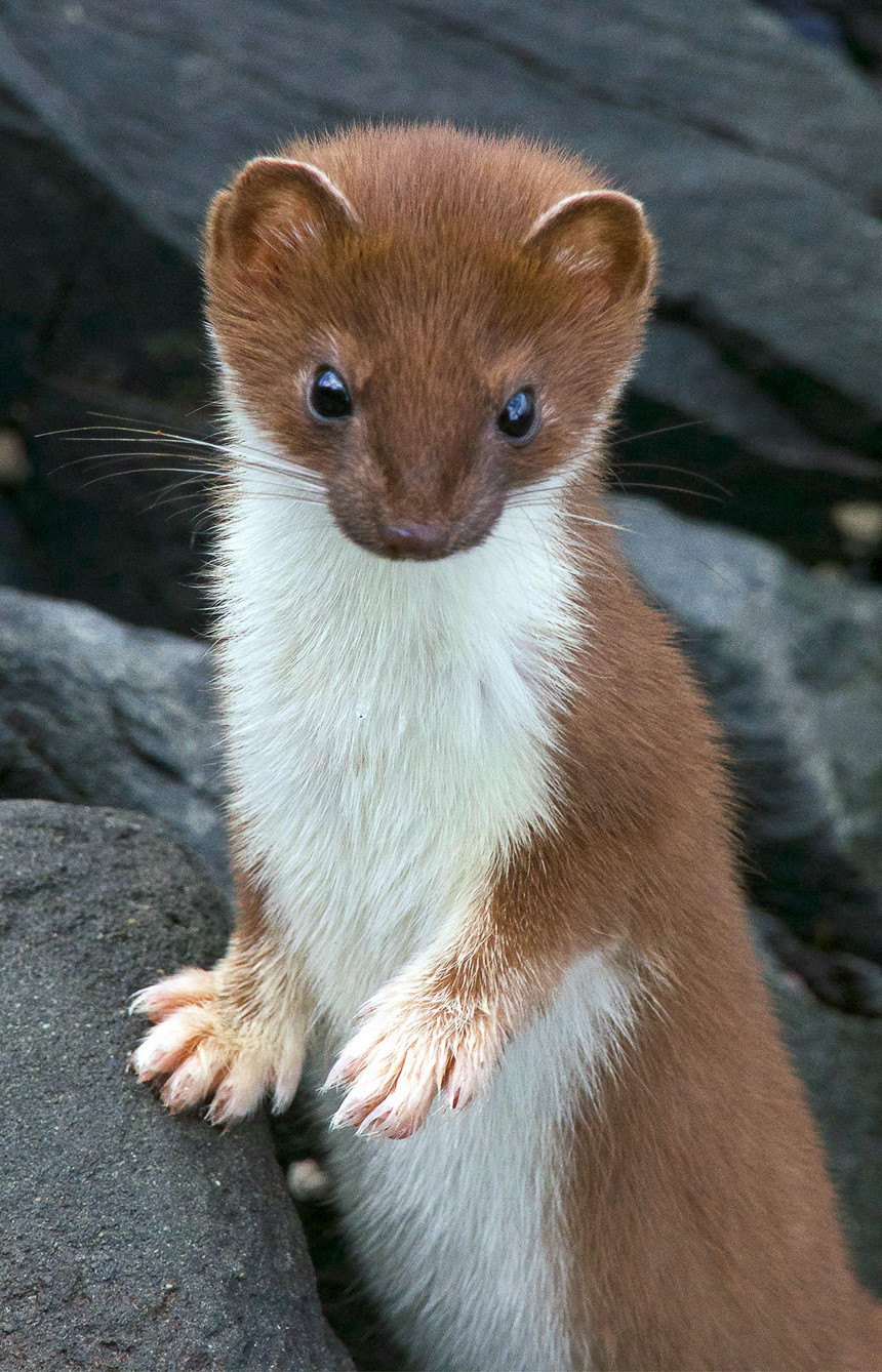 An ermine, also known as a stoat.  (Image: U.S. Fish and Wildlife Service)