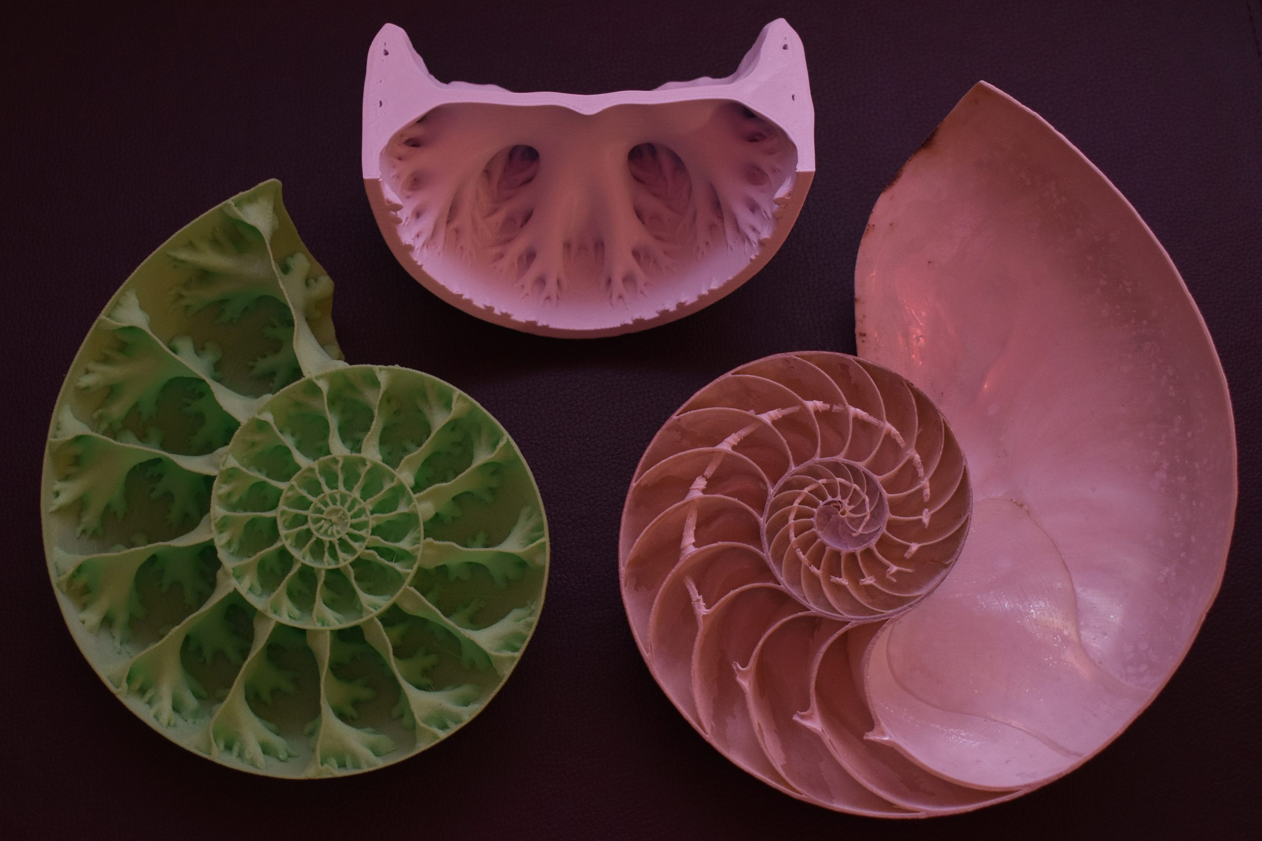 3D-printed ammonite shell (left) and nautilus shell (right) show their respective complexities. (Image: David Peterman)